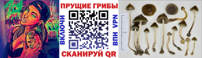 Псилоцибиновые грибы GOLDEN TEACHER  Купить где  Колпашево 
